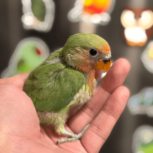 hand feeding lovebird lmbtx