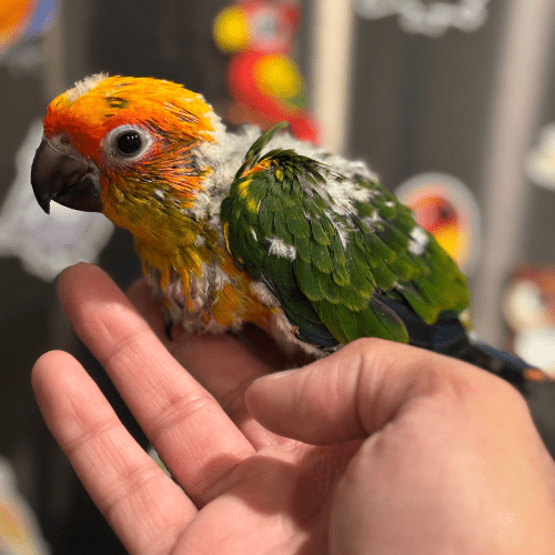 hand feeding sun conure lmbtx
