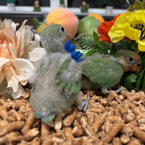 peach face tame lovebird lmbtx