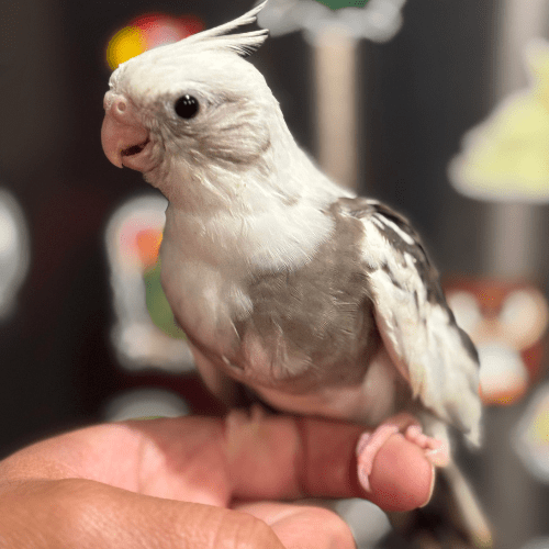 pearl cockatiel lmbtx