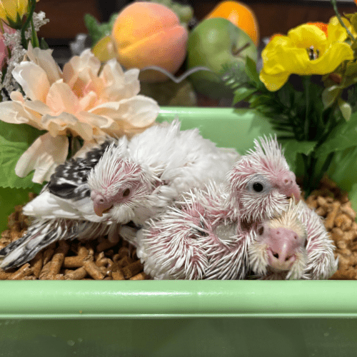 rare cockatiel lmbtx