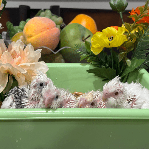 sweet cockatiels lmbtx