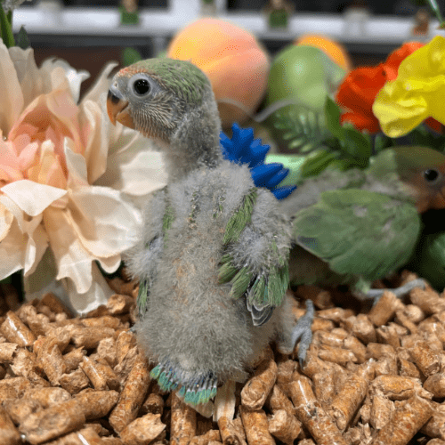 tame lovebird lmbtx
