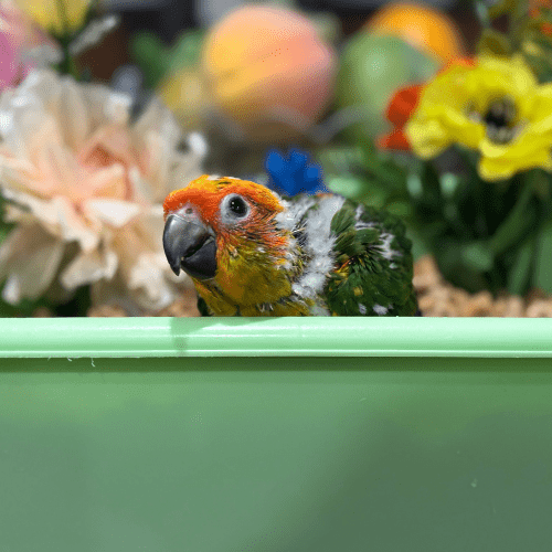 tame sun conure lmbtx