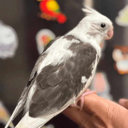 tame whiteface cockatiel lmbtx