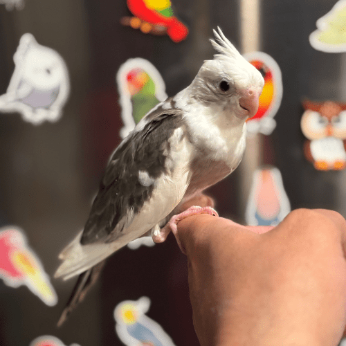 whiteface cockatiel lmbtx