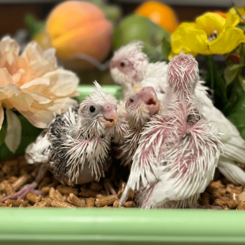 whiteface cockatiels lmbtx