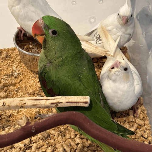 alexandrine lmbtx