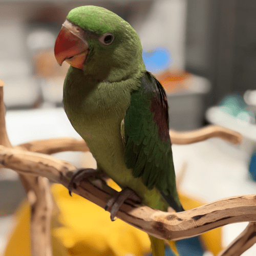 hand fed male alexandrine lmbtx