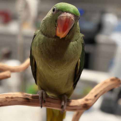 hand feed alexandrine lmbtx