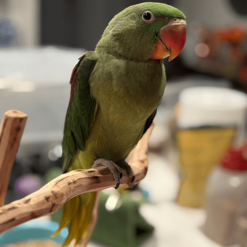 male alexandrine lmbtx