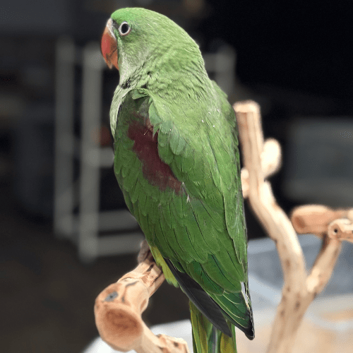 sweet alexandrine lmbtx