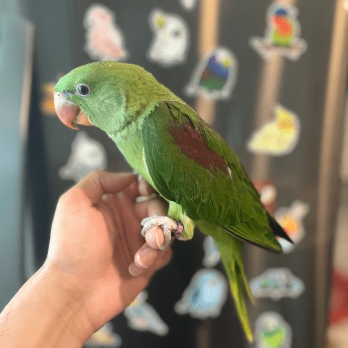 talking alexandrine lmbtx