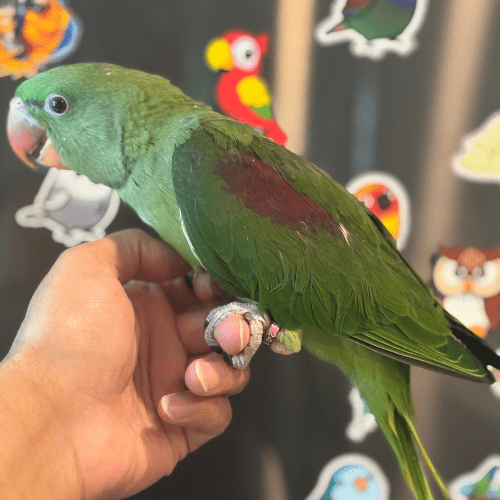 tame alexandrine lmbtx