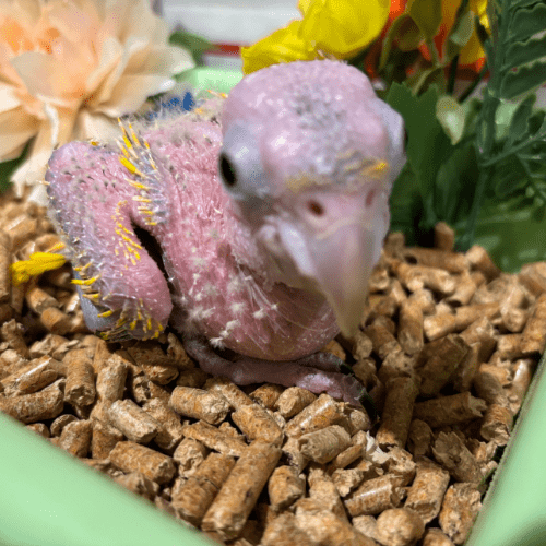 tame golden conure lmbtx