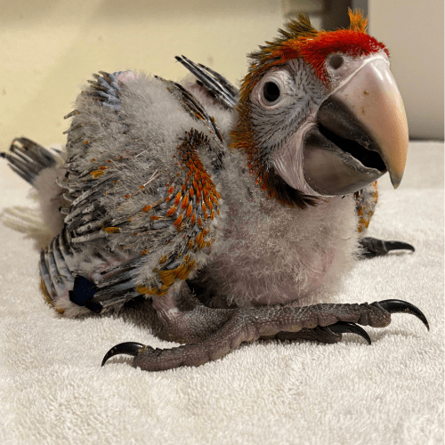 catalina macaw lmbtx