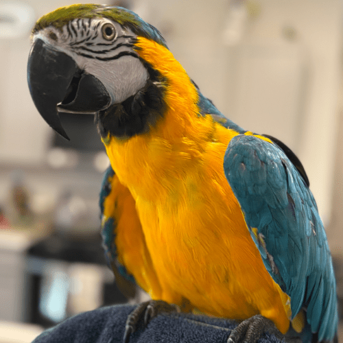 dancer macaw lmbtx