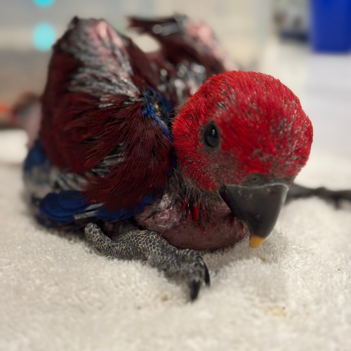 female eclectus lmbtx
