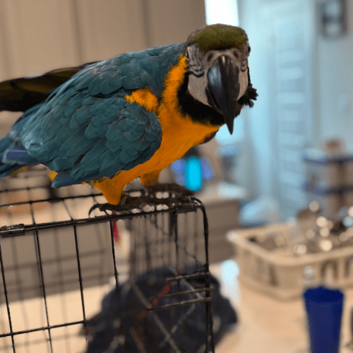 male macaw lmbtx
