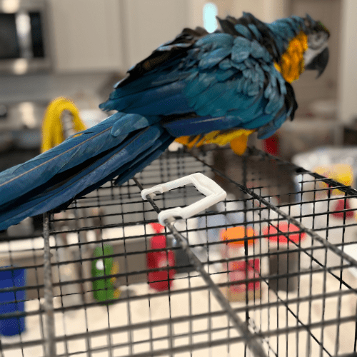 tame macaw lmbtx