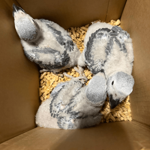 african grey congo babies lmbtx