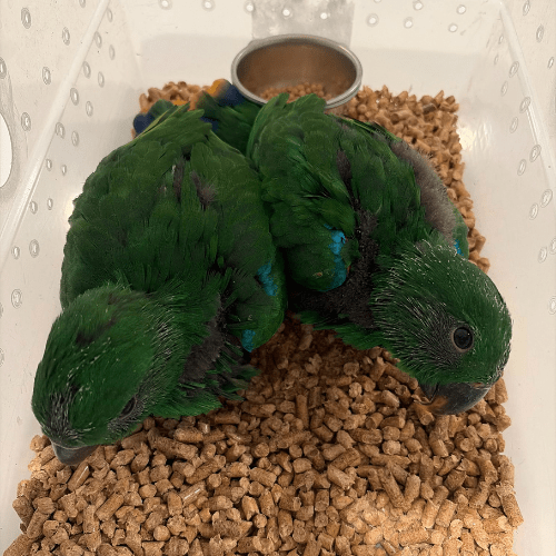 baby male eclectus solomon island lmbtx