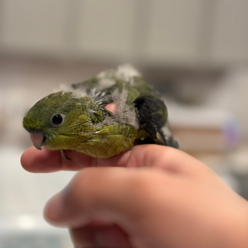 hand fed linnie baby lmbtx