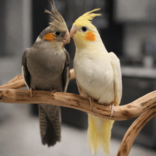 hand fed tame cockatiel baby lmbtx