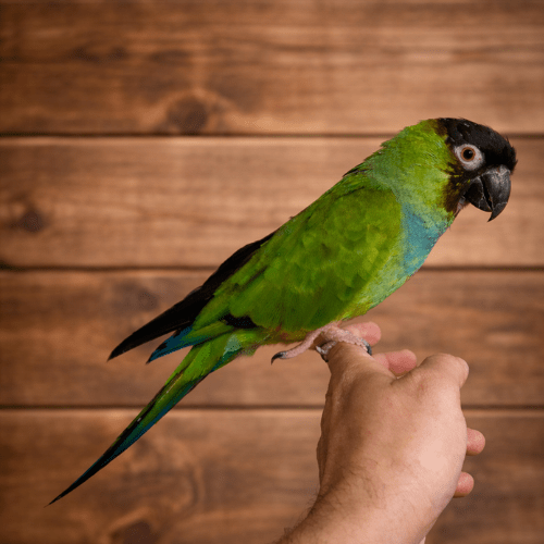 tame nanday conure lmbtx