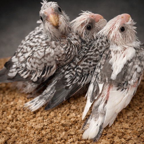 whiteface pearl cockatiel babies lmbtx