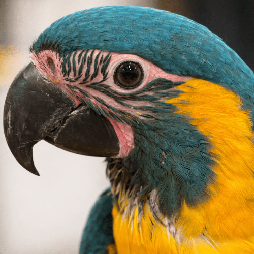 Blue Throat Macaw baby lmbtx