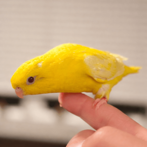 Lutino Linnie baby lmbtx