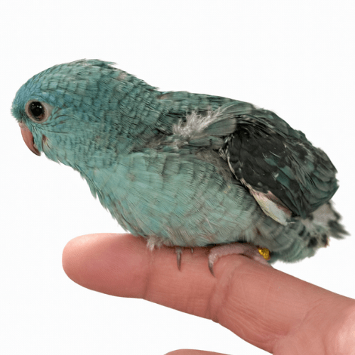 Turquoise Linnie baby lmbtx