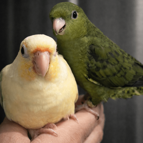 rare green cheek conure lmbtx