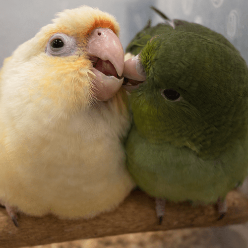 rare linnie friend lmbtx