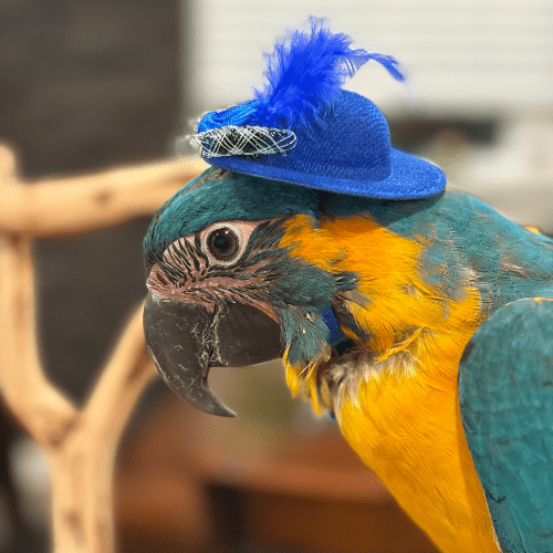 tame blue throat macaw baby lmbtx