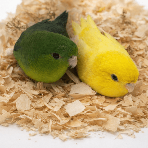 tame linnie babies lmbtx