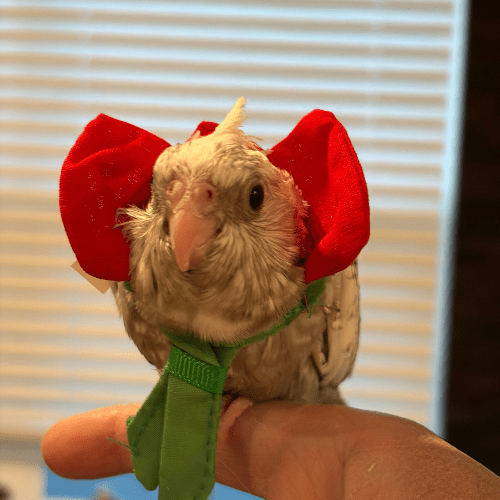 whiteface pearl cockatiel tame baby lmbtx