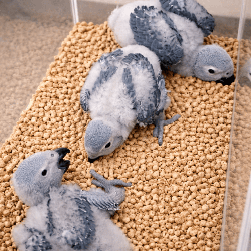 african grey congo baby lmbtx