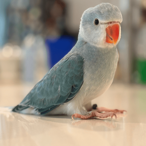 blue cleartail male indian ringneck lmbtx