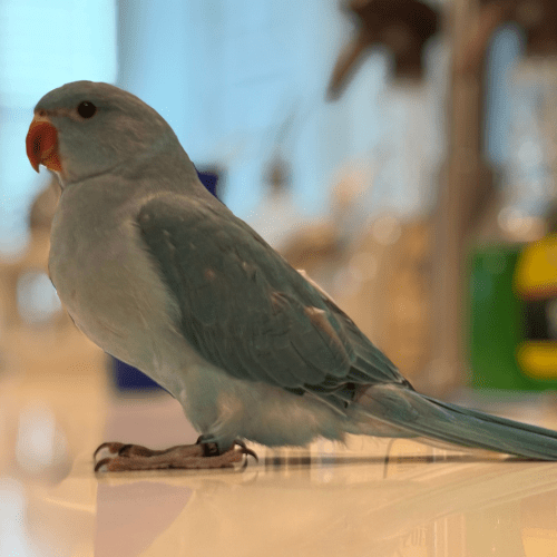 blue indian ringneck baby lmbtx