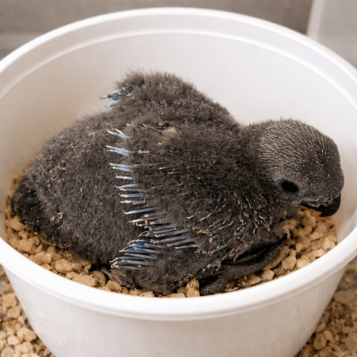 eclectus female hand fed baby lmbtx