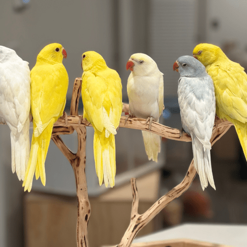 hand fed indian ringneck lmbtx