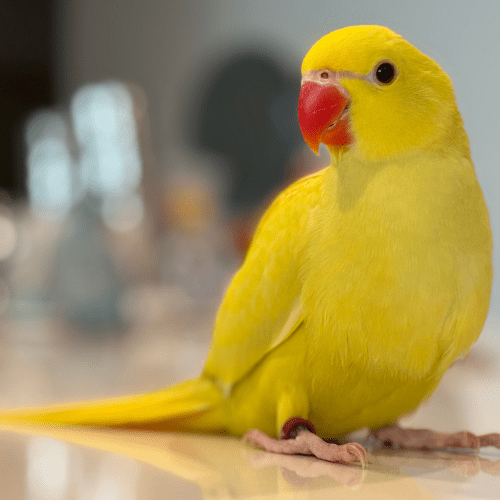 lutino male indian ringneck baby lmbtx