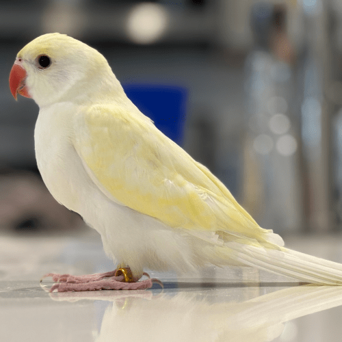 rare baby indian ringneck lmbtx