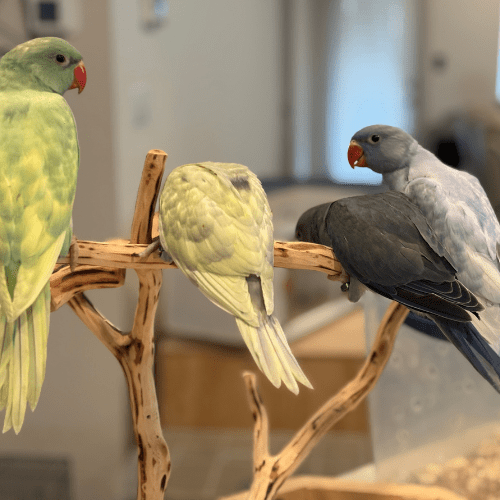 rare emerald indian ringneck lmbtx