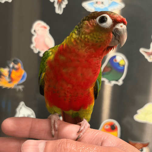 Dominant red yellowside conure lmbtx