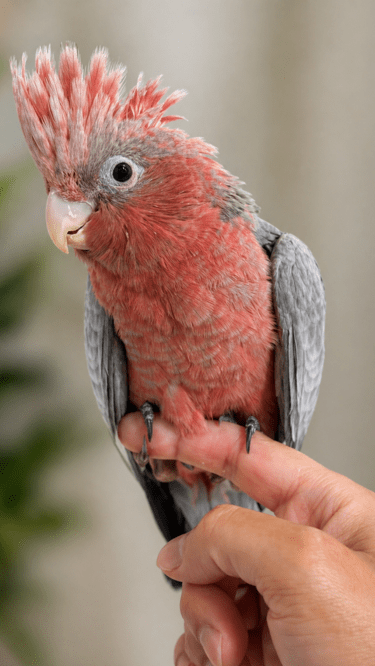 Galah Cockatoo Baby LMBTX