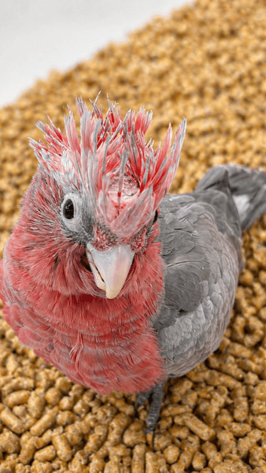 Hand tame cockatoo baby lmbtx