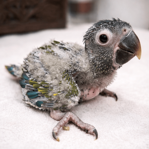 blue headed macaw baby lmbtx